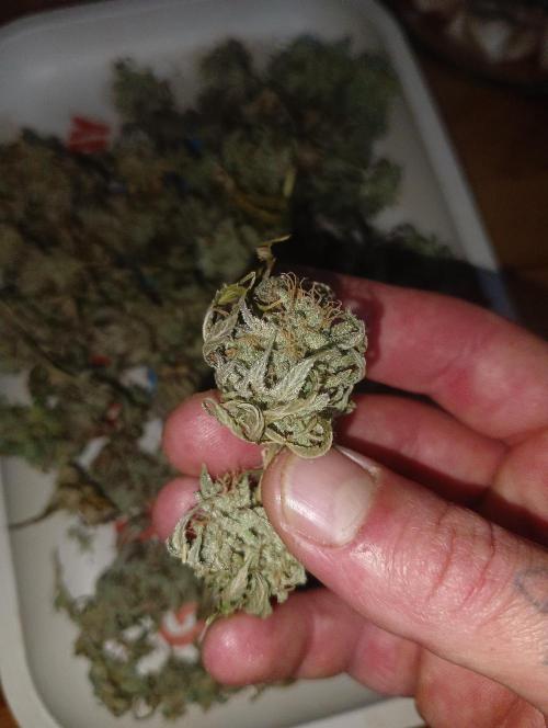 Fruit Gum. Week 23