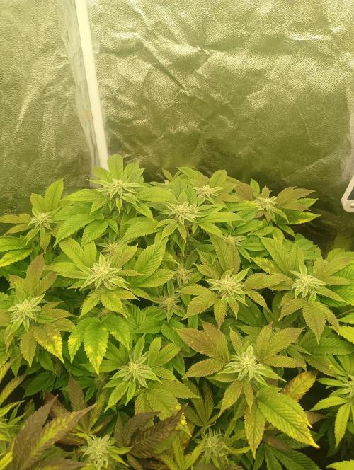 Run N 3 Gorilla Glue#4. Week 5