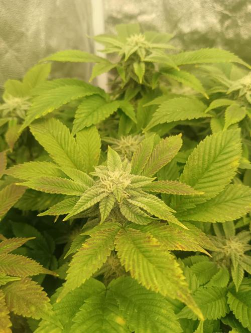 Run N 3 Gorilla Glue#4. Week 5