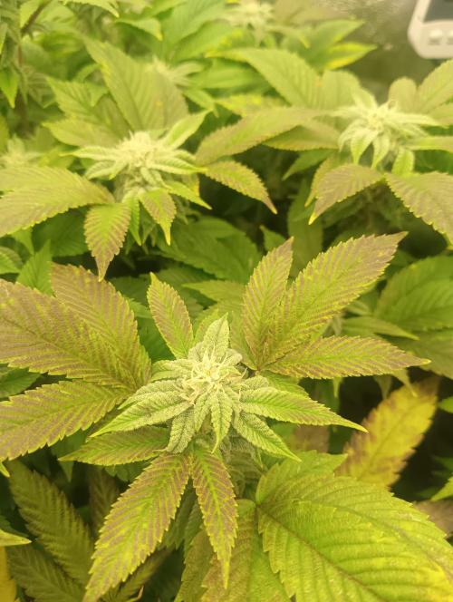 Run N 3 Gorilla Glue#4. Week 5