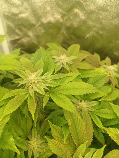 Run N 3 Gorilla Glue#4. Week 5