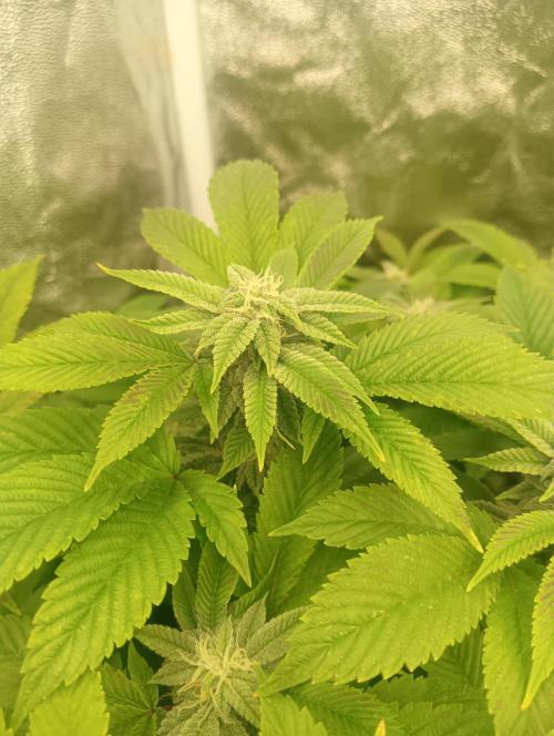 Run N 3 Gorilla Glue#4. Week 5