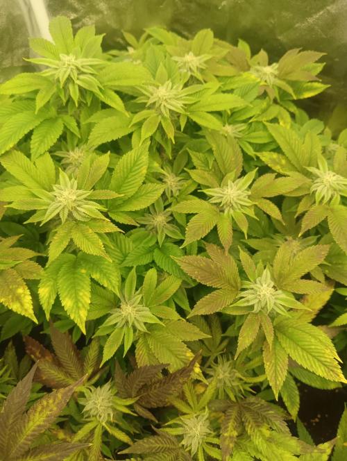 Run N 3 Gorilla Glue#4. Week 5