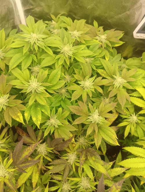Run N 3 Gorilla Glue#4. Week 5