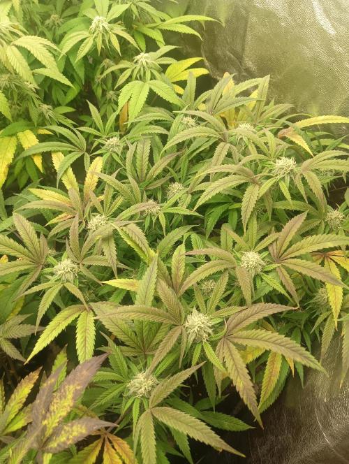 Run N 1 Zombie Kush. Week 5