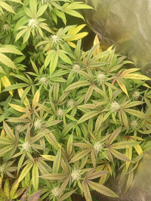 Run N 1 Zombie Kush. Week 5