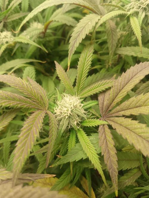 Run N 1 Zombie Kush. Week 5