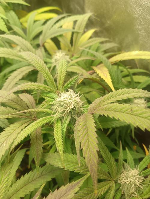 Run N 1 Zombie Kush. Week 5