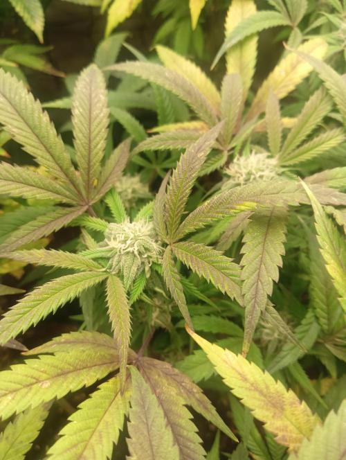 Run N 1 Zombie Kush. Week 5