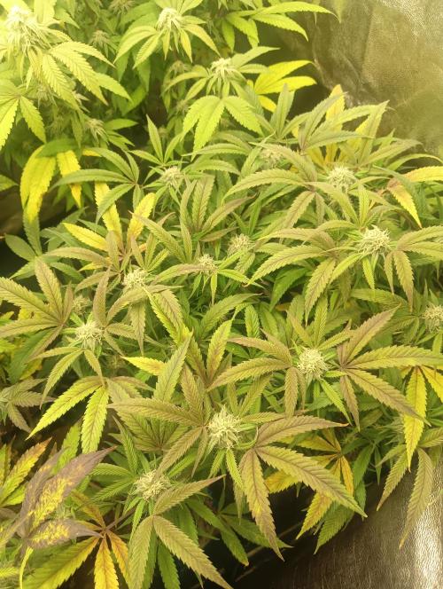 Run N 1 Zombie Kush. Week 5