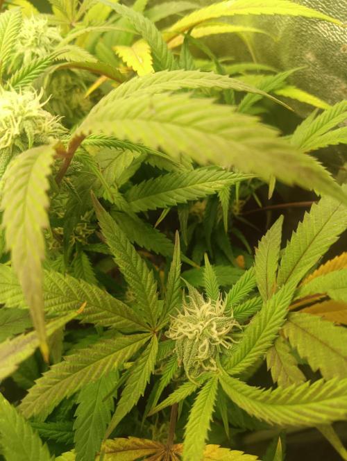 Run N 1 Zombie Kush. Week 5