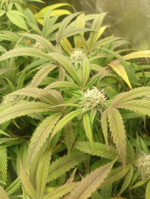 Run N 1 Zombie Kush. Week 5