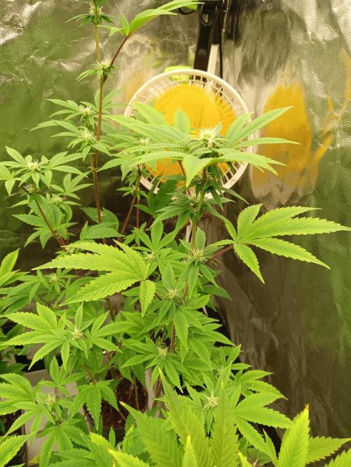 My First SOG. Multi Strain Run 1. Week 3