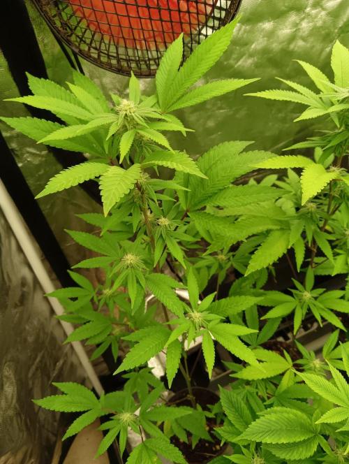 My First SOG. Multi Strain Run 1. Week 3