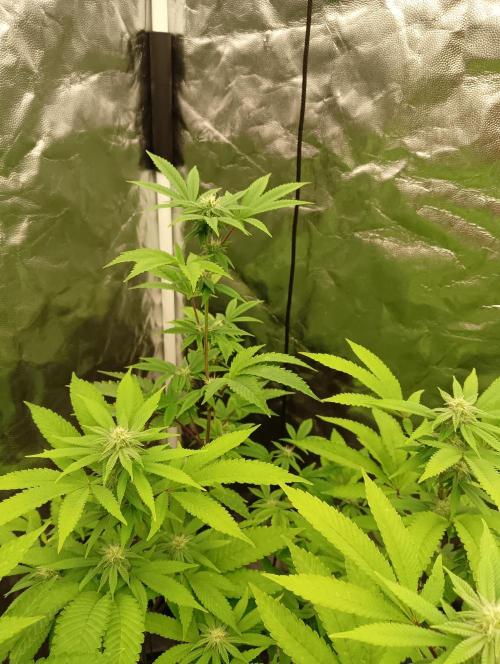 My First SOG. Multi Strain Run 1. Week 3