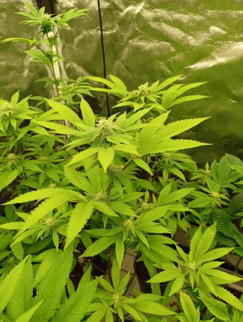 My First SOG. Multi Strain Run 1. Week 3