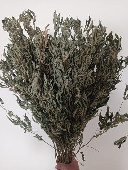 Run N2 Gorilla Glue #4 Fast Own Cut. Week 9