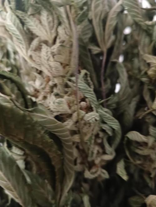 Run N2 Gorilla Glue #4 Fast Own Cut. Week 9