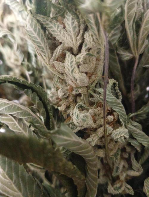 Run N2 Gorilla Glue #4 Fast Own Cut. Week 9