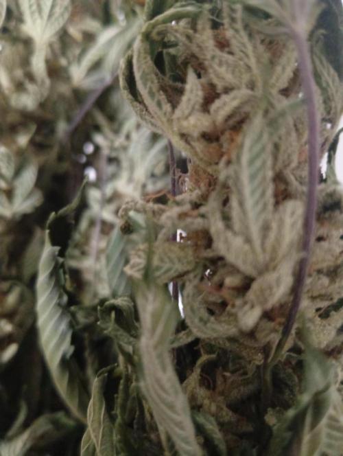 Run N2 Gorilla Glue #4 Fast Own Cut. Week 9