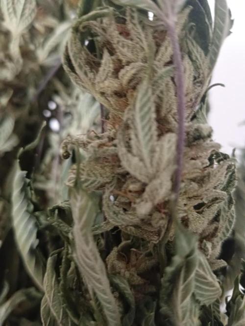 Run N2 Gorilla Glue #4 Fast Own Cut. Week 9