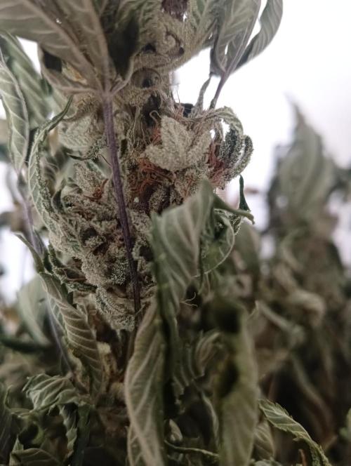 Run N2 Gorilla Glue #4 Fast Own Cut. Week 9