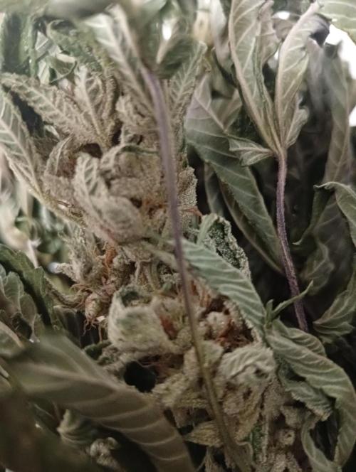 Run N2 Gorilla Glue #4 Fast Own Cut. Week 9