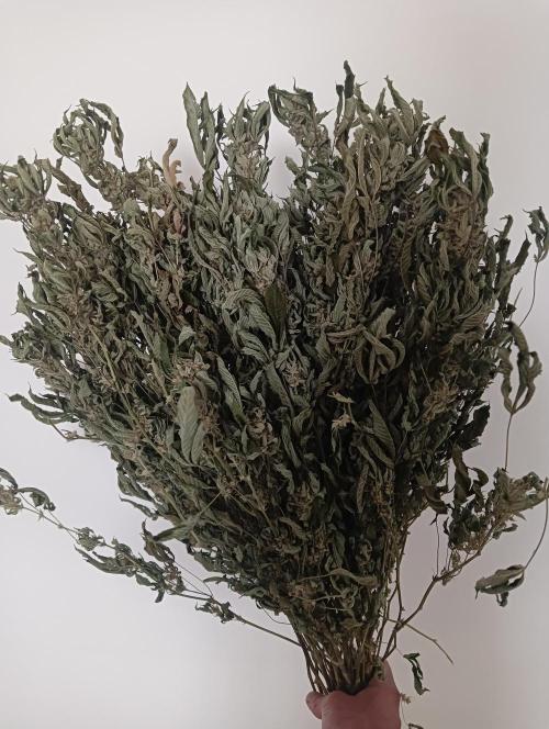 Run N2 Gorilla Glue #4 Fast Own Cut. Week 9