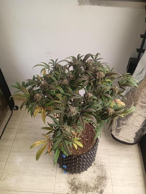 Run N 1 Zombie Kush. Week 9