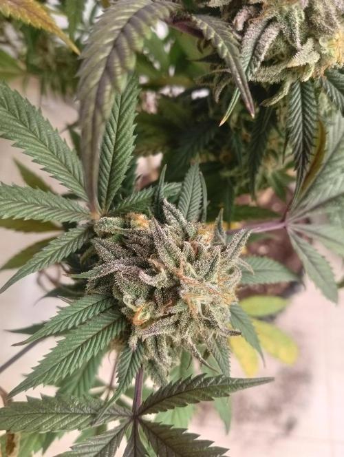 Run N 1 Zombie Kush. Week 9