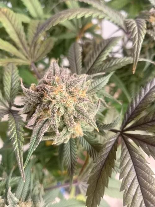 Run N 1 Zombie Kush. Week 9
