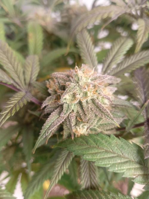 Run N 1 Zombie Kush. Week 9