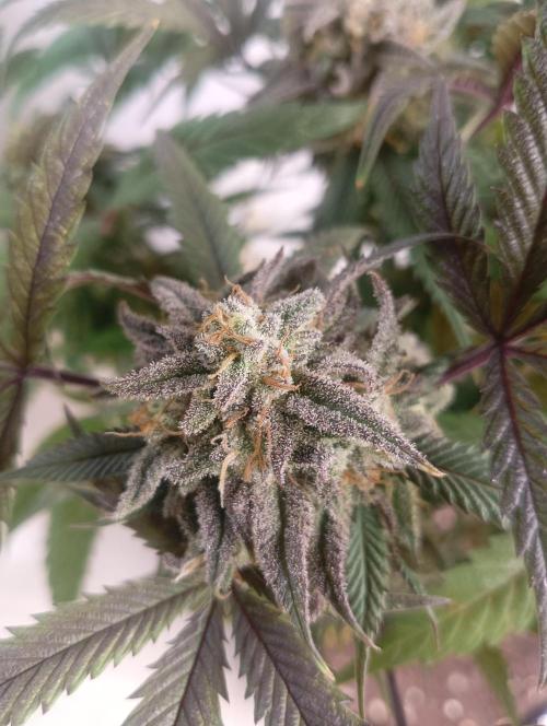 Run N 1 Zombie Kush. Week 9