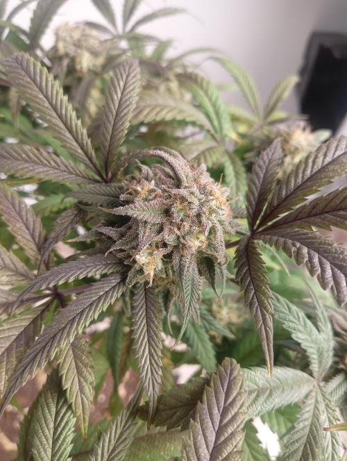 Run N 1 Zombie Kush. Week 9