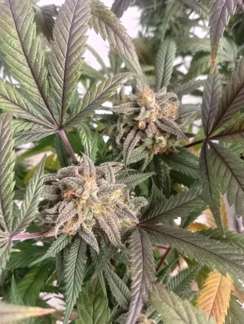 Run N 1 Zombie Kush. Week 9