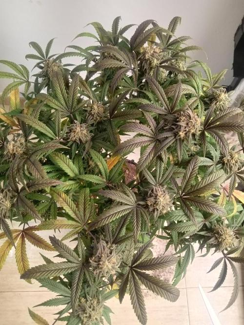 Run N 1 Zombie Kush. Week 9