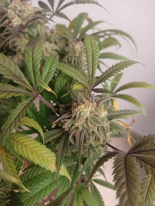 Run N 1 Zombie Kush. Week 9