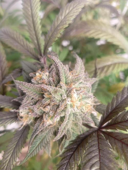 Run N 1 Zombie Kush. Week 9