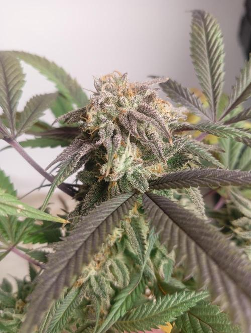 Run N 1 Zombie Kush. Week 9