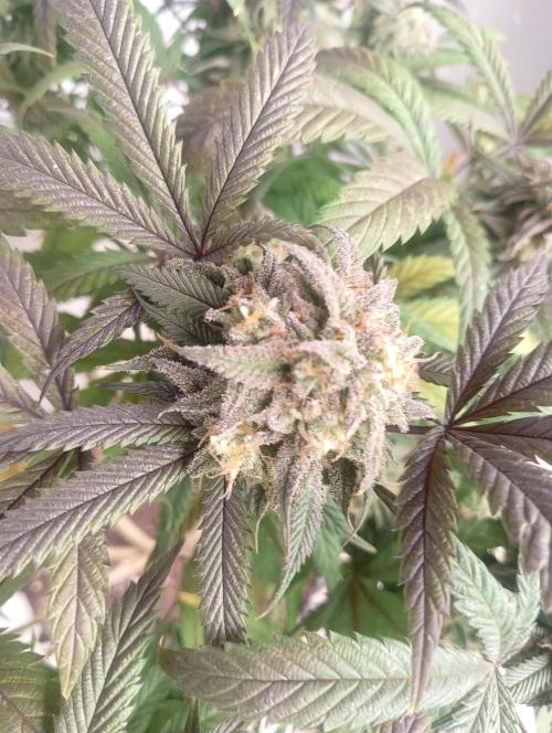 Run N 1 Zombie Kush. Week 9
