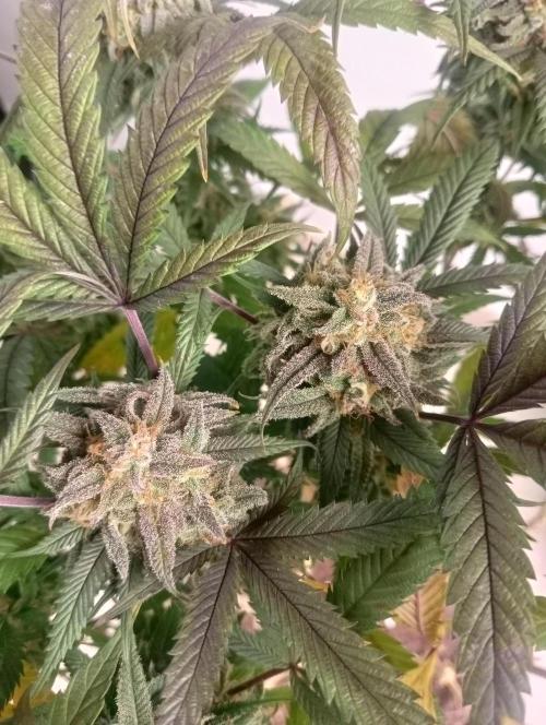 Run N 1 Zombie Kush. Week 9