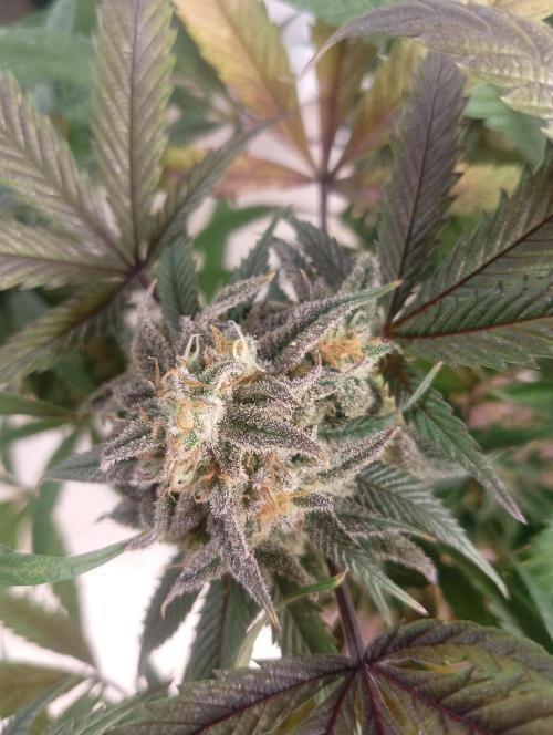 Run N 1 Zombie Kush. Week 9
