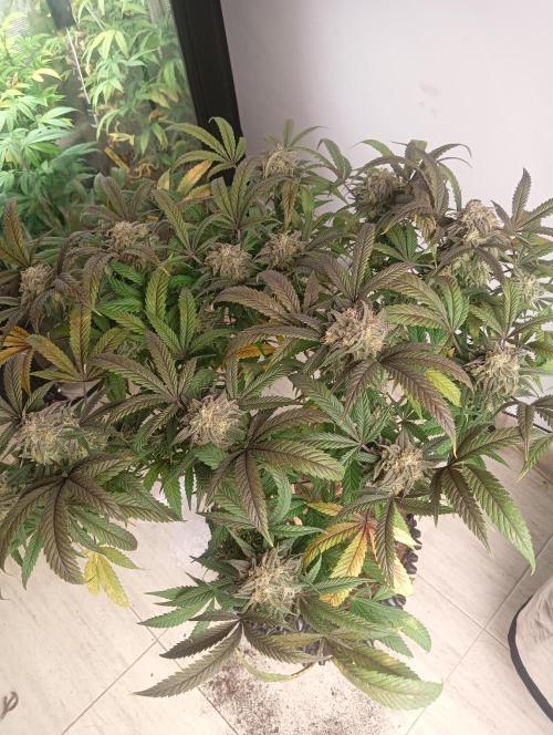 Run N 1 Zombie Kush. Week 9