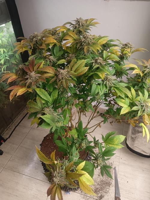Run N 3 Gorilla Glue#4. Week 9