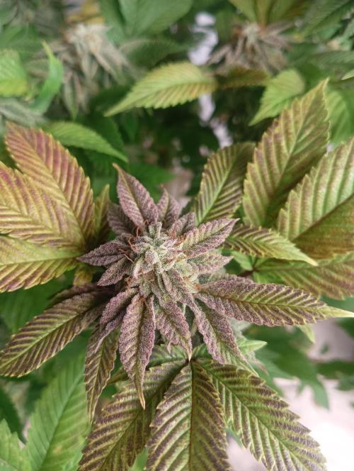 Run N 3 Gorilla Glue#4. Week 9