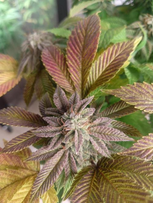 Run N 3 Gorilla Glue#4. Week 9