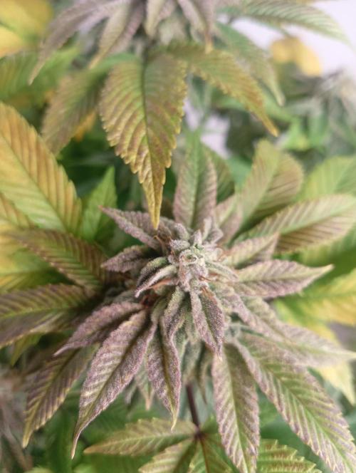 Run N 3 Gorilla Glue#4. Week 9