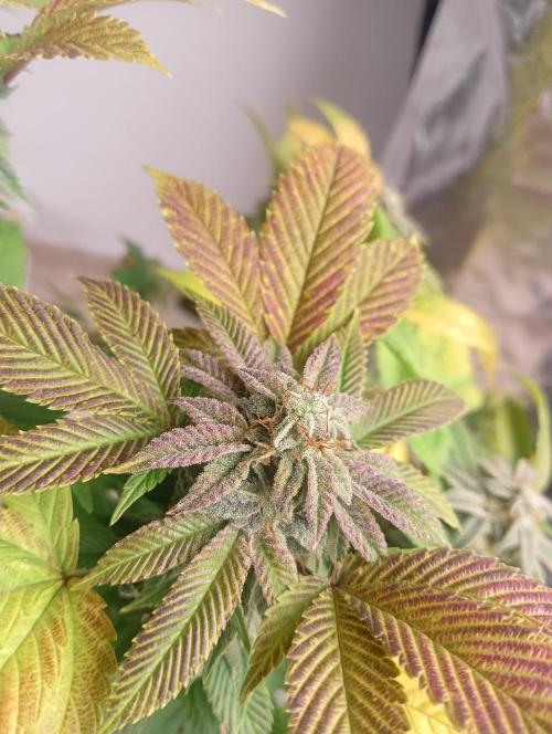 Run N 3 Gorilla Glue#4. Week 9