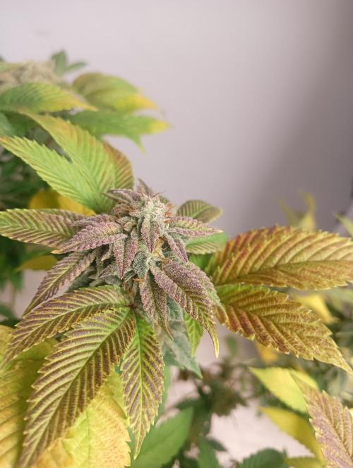 Run N 3 Gorilla Glue#4. Week 9
