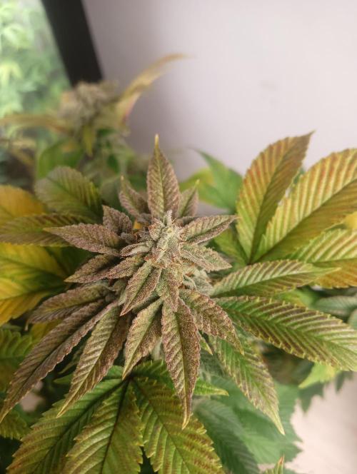Run N 3 Gorilla Glue#4. Week 9